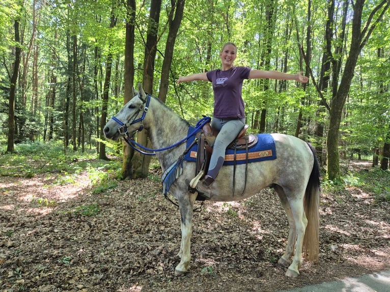 Pintos Gelding 8 years 14.3 hh Pinto in Linkenbach