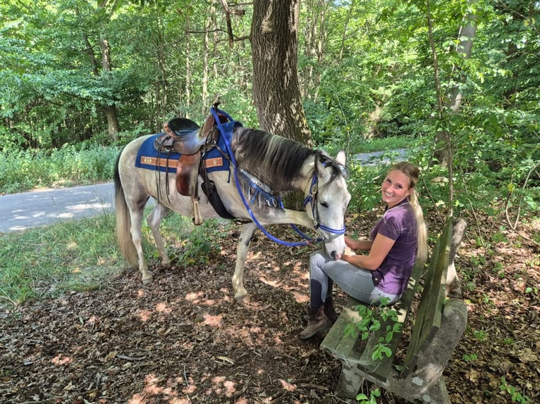 Pintos Gelding 8 years 14.3 hh Pinto in Linkenbach