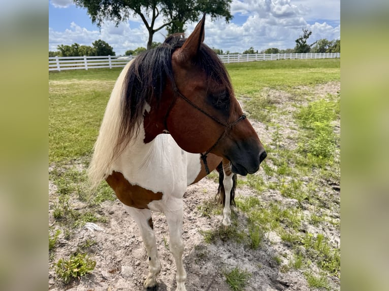 Pintos Gelding 8 years 15 hh Tobiano-all-colors in Plant City