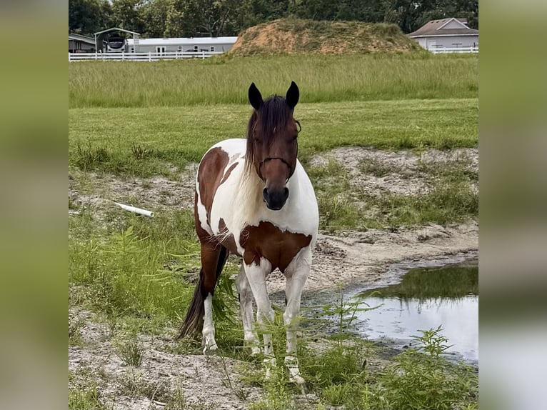 Pintos Gelding 8 years 15 hh Tobiano-all-colors in Plant City