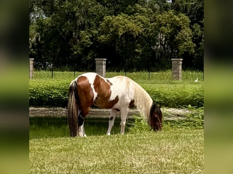 Pintos Gelding 8 years 15 hh Tobiano-all-colors in Plant City