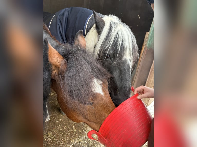 Pintos Mix Gelding 8 years 15,2 hh Pinto in SeevetalSeevetal