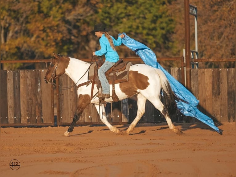 Pintos Gelding 9 years 14,1 hh Pinto in Weatherford
