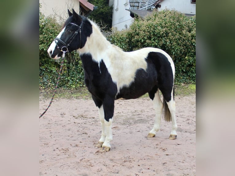 Pintos Gelding 9 years 14,2 hh Pinto in Sonnefeld