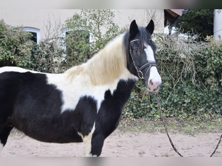 Pintos Gelding 9 years 14,2 hh Pinto in Sonnefeld