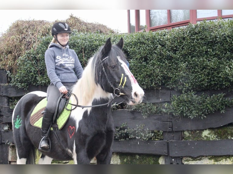 Pintos Gelding 9 years 14,2 hh Pinto in Sonnefeld