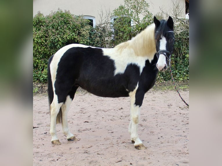 Pintos Gelding 9 years 14,2 hh Pinto in Sonnefeld