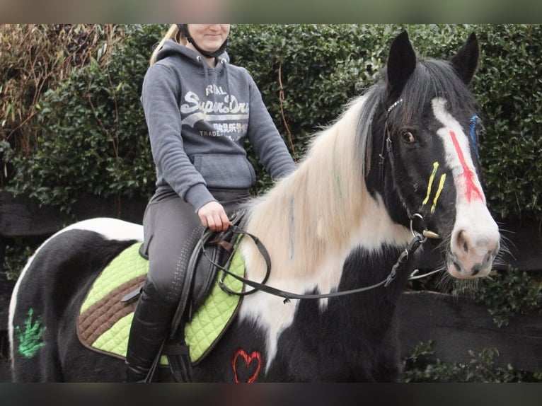 Pintos Gelding 9 years 14,2 hh Pinto in Sonnefeld