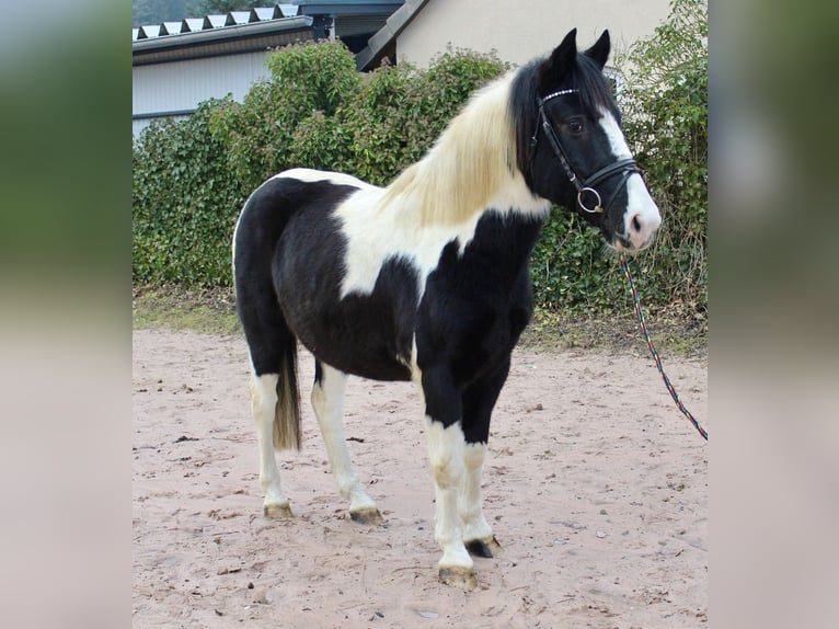 Pintos Gelding 9 years 14,2 hh Pinto in Sonnefeld