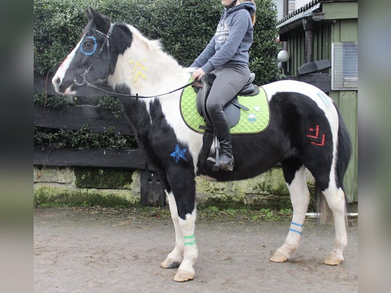 Pintos Gelding 9 years 14,2 hh Pinto in Sonnefeld