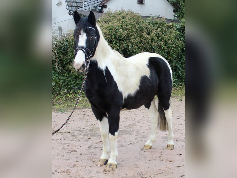 Pintos Gelding 9 years 14,2 hh Pinto in Sonnefeld