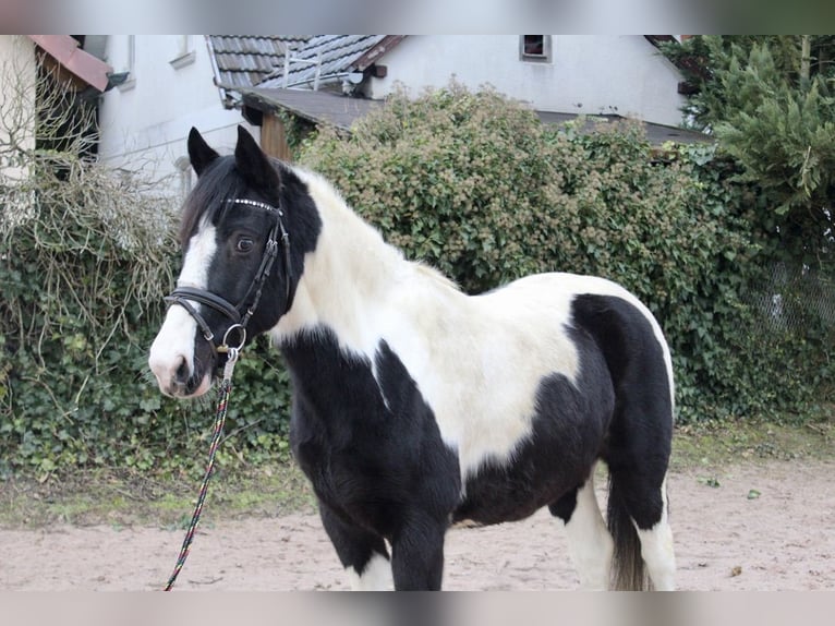 Pintos Gelding 9 years 14,2 hh Pinto in Sonnefeld