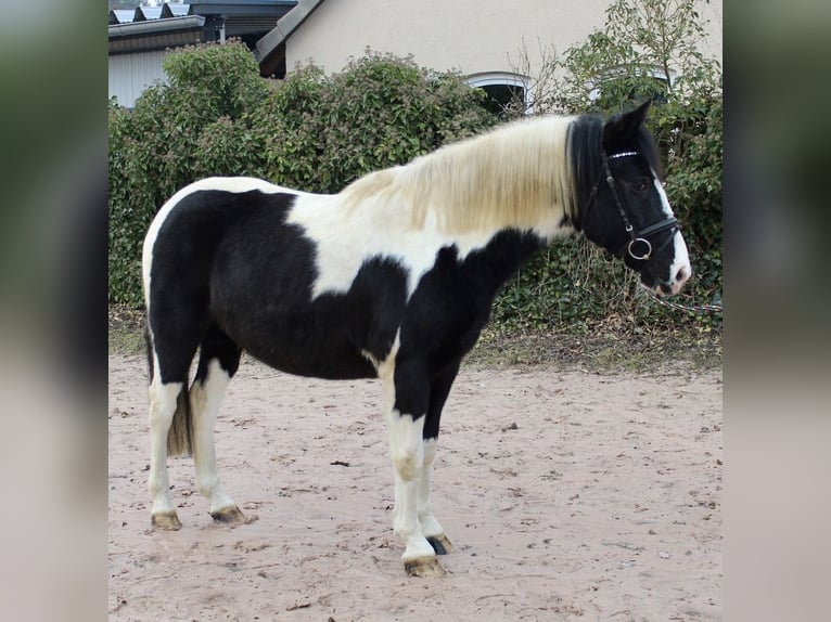 Pintos Gelding 9 years 14,2 hh Pinto in Sonnefeld