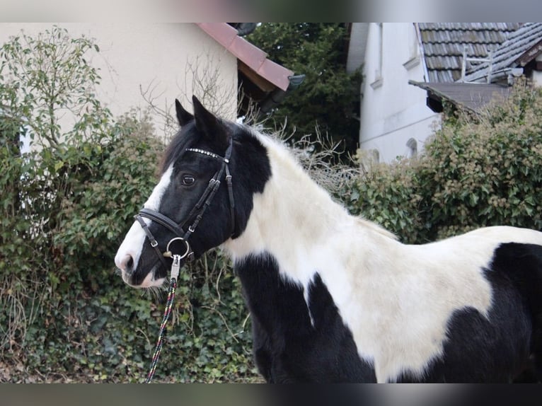 Pintos Gelding 9 years 14,2 hh Pinto in Sonnefeld