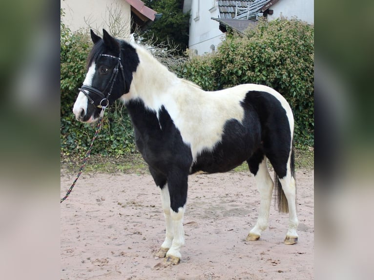 Pintos Gelding 9 years 14,2 hh Pinto in Sonnefeld