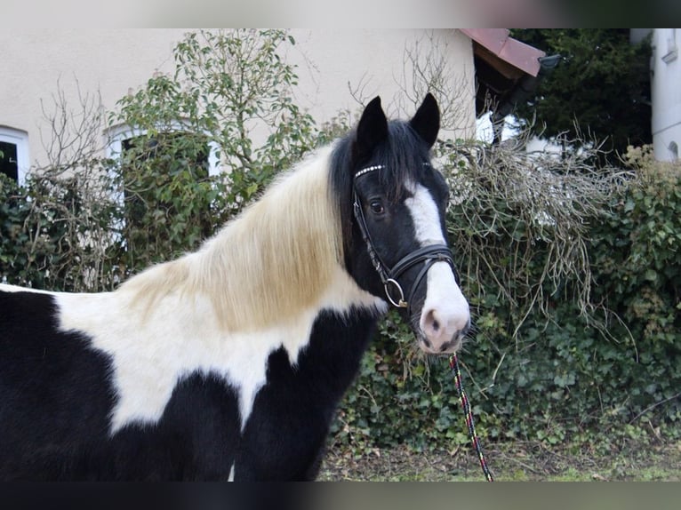 Pintos Gelding 9 years 14,2 hh Pinto in Sonnefeld