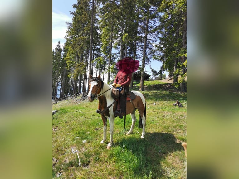 Pintos Mix Gelding 9 years 14,2 hh in Gallzein