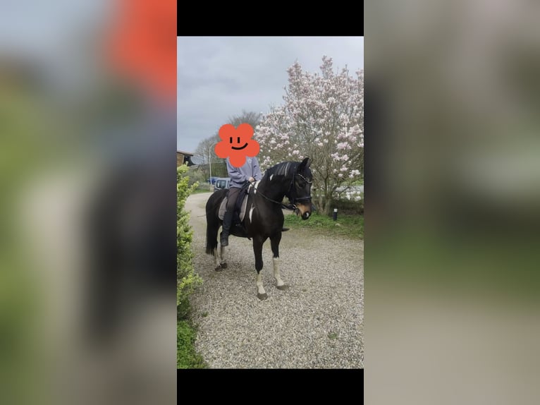 Pintos Gelding 9 years 15.3 hh Pinto in Wanderup