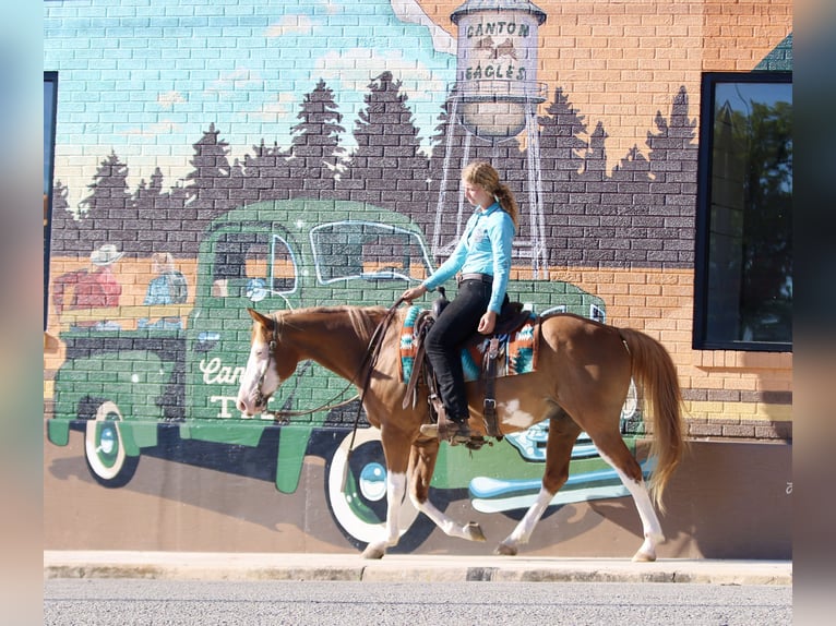 Pintos Mix Gelding 9 years 15 hh Pinto in Athens