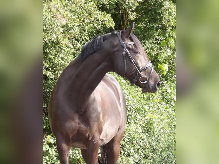 Pintos Gelding 9 years 16,1 hh Black in Leverkusen