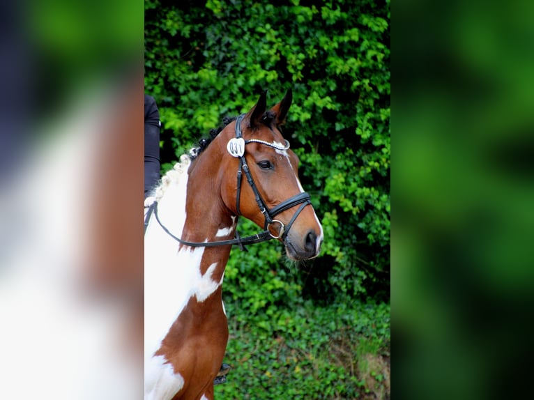 Pintos Gelding 9 years 17 hh Pinto in Leer (Ostfriesland)