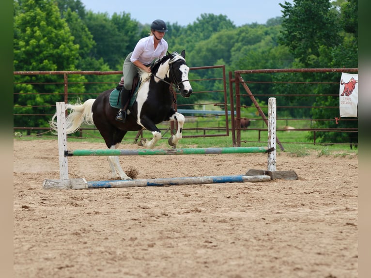Pintos Gelding 9 years Pinto in Athens