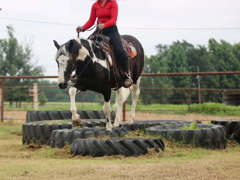 Pintos Gelding 9 years Pinto in Athens