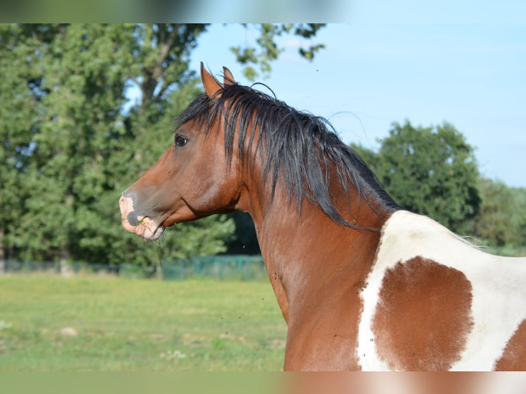 Pintos Hengst 15 Jaar 153 cm Tobiano-alle-kleuren in Gavere