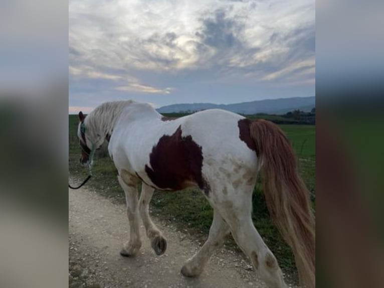 Pintos Mix Hengst 19 Jaar 163 cm Gevlekt-paard in Gares/ puente la reina