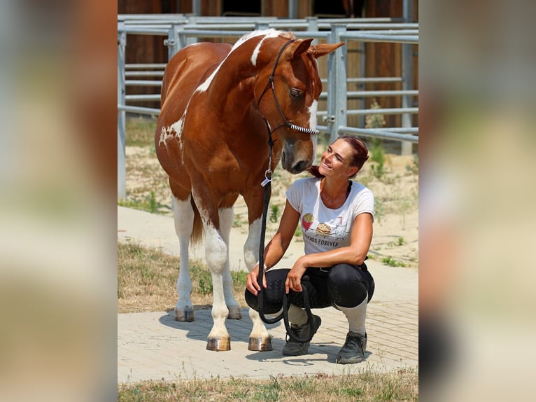 Pintos Mix Hengst 1 Jaar 140 cm Gevlekt-paard in Pér
