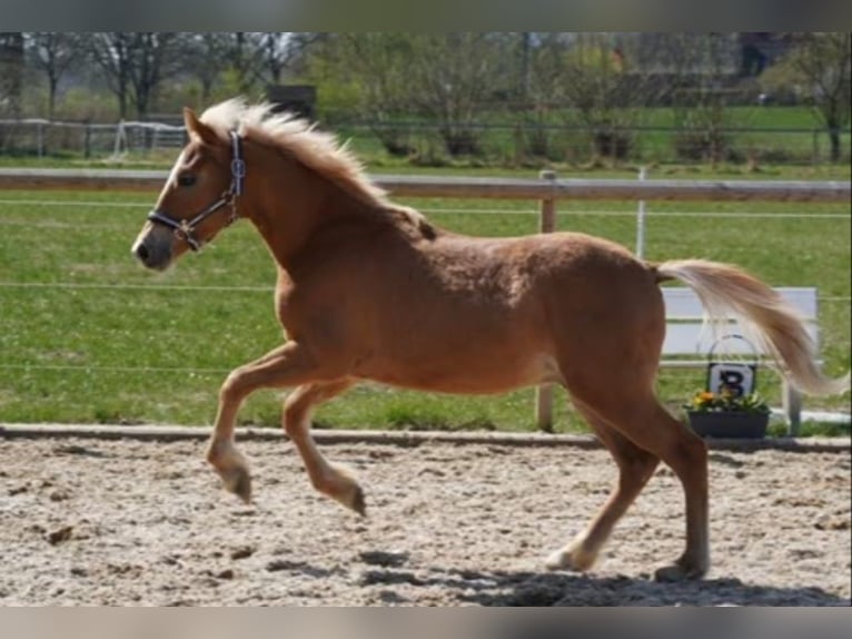 Pintos Hengst 1 Jaar 140 cm Vos in Ammersbek