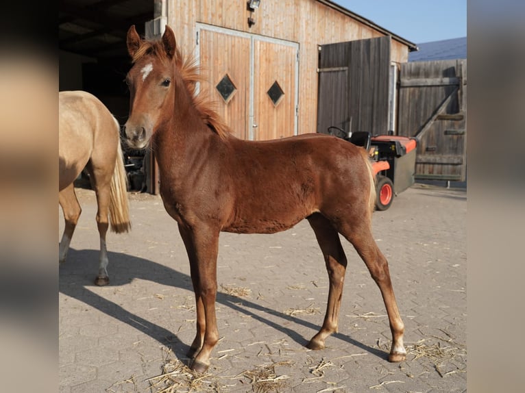 Pintos Hengst 1 Jaar 145 cm Vos in Jesteburg
