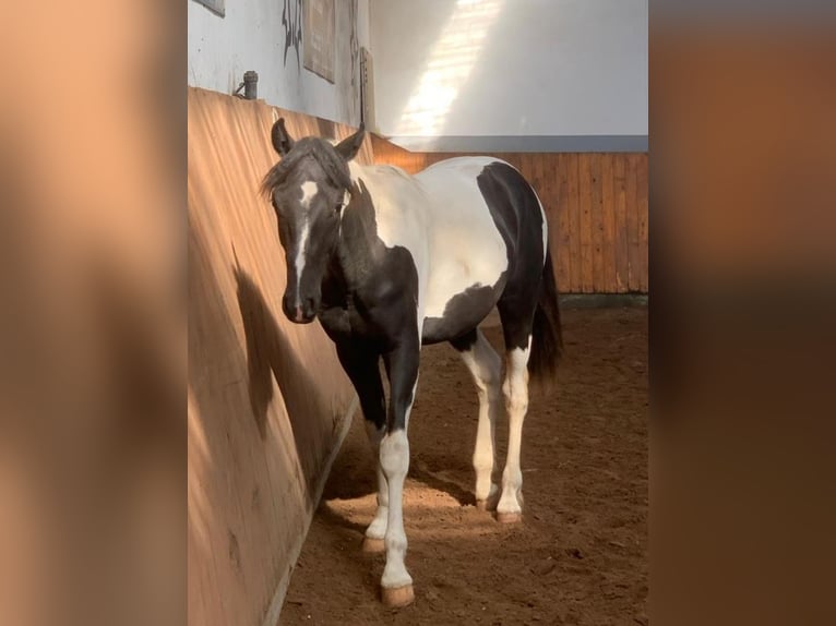 Pintos Mix Hengst 1 Jaar 147 cm Gevlekt-paard in Calberlah