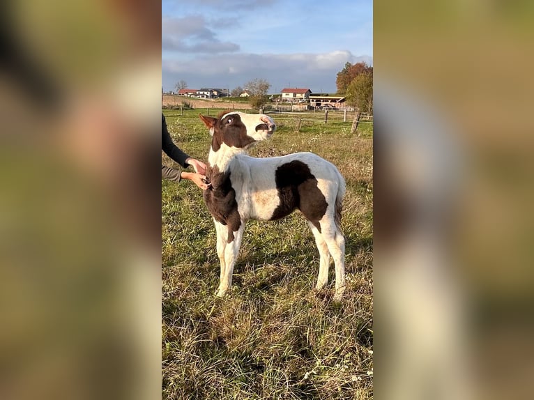 Pintos Mix Hengst 1 Jaar 148 cm Gevlekt-paard in Geretsberg