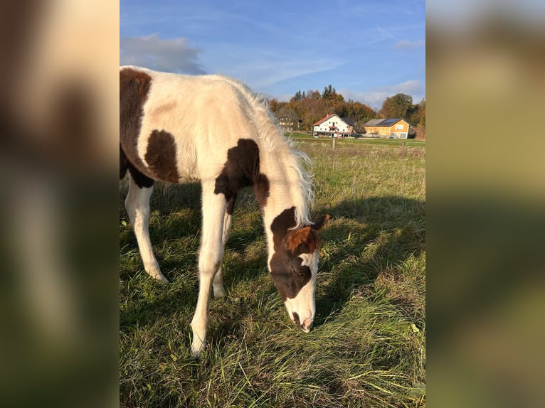 Pintos Mix Hengst 1 Jaar 148 cm Gevlekt-paard in Geretsberg