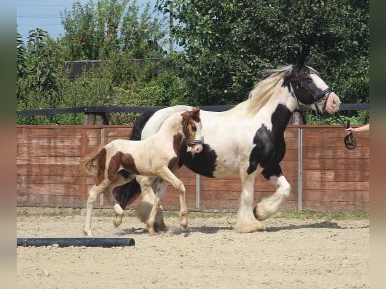 Pintos Hengst 1 Jaar 155 cm Gevlekt-paard in Rees
