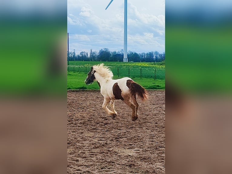 Pintos Hengst 1 Jaar 155 cm Gevlekt-paard in Rees