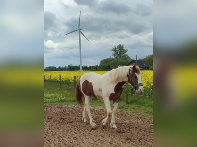 Pintos Hengst 1 Jaar 155 cm Gevlekt-paard in Rees