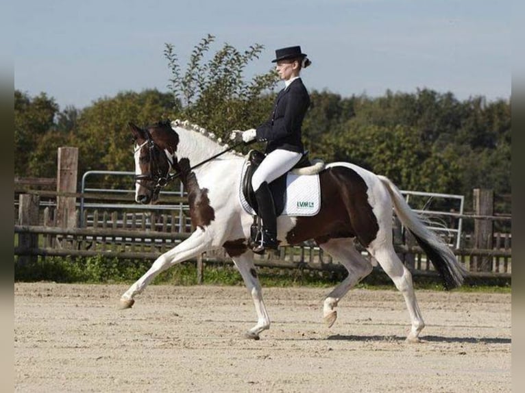 Pintos Hengst 1 Jaar 155 cm Gevlekt-paard in Rees