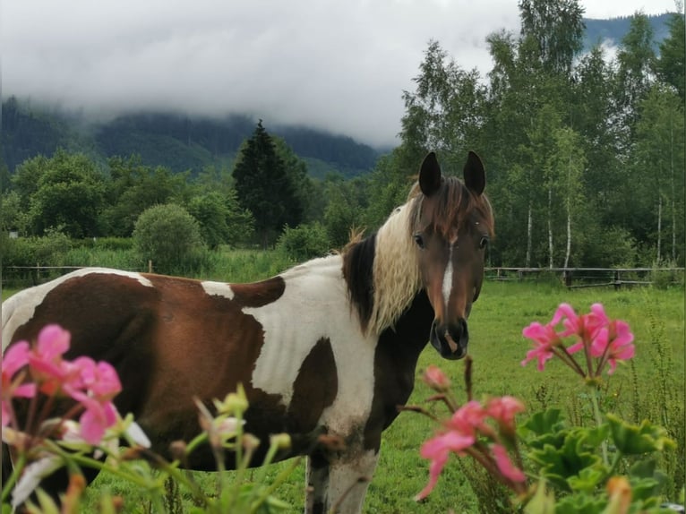 Pintos Hengst 1 Jaar 158 cm Gevlekt-paard in Selzthal