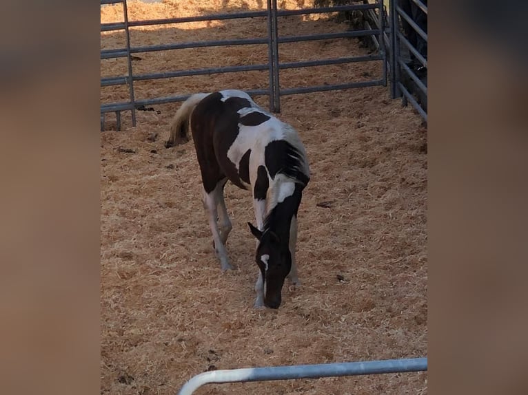 Pintos Hengst 1 Jaar 158 cm Gevlekt-paard in Selzthal