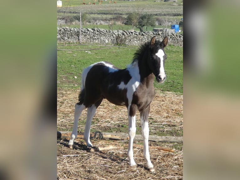 Pintos Hengst 1 Jaar 165 cm  in Caceres
