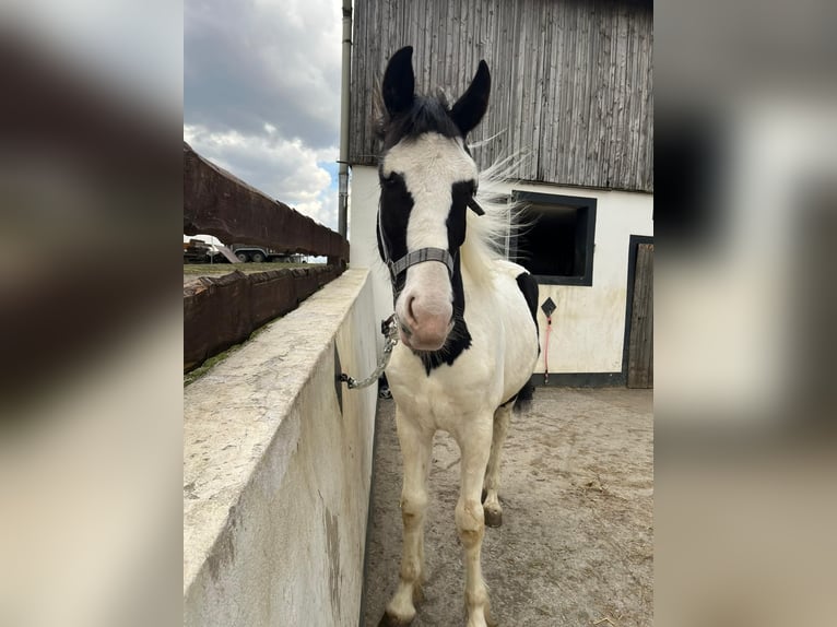 Pintos Hengst 1 Jaar 168 cm Gevlekt-paard in Warstein