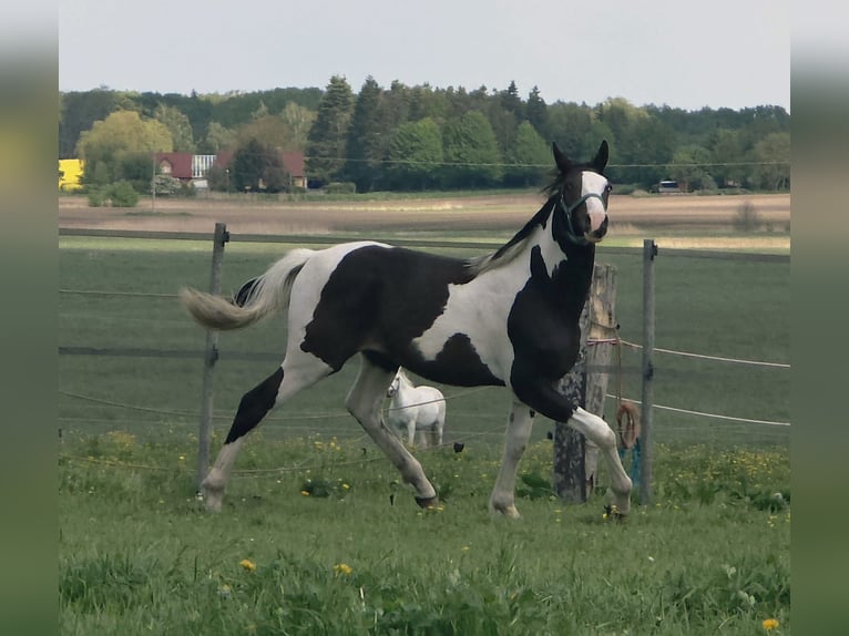 Pintos Mix Hengst 1 Jaar 168 cm Gevlekt-paard in Jürgenshagen