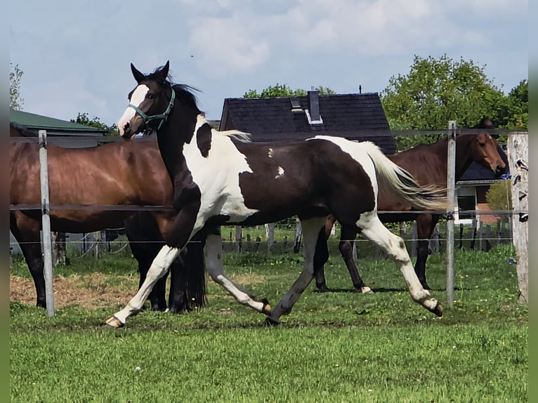 Pintos Mix Hengst 1 Jaar 168 cm Gevlekt-paard in Jürgenshagen
