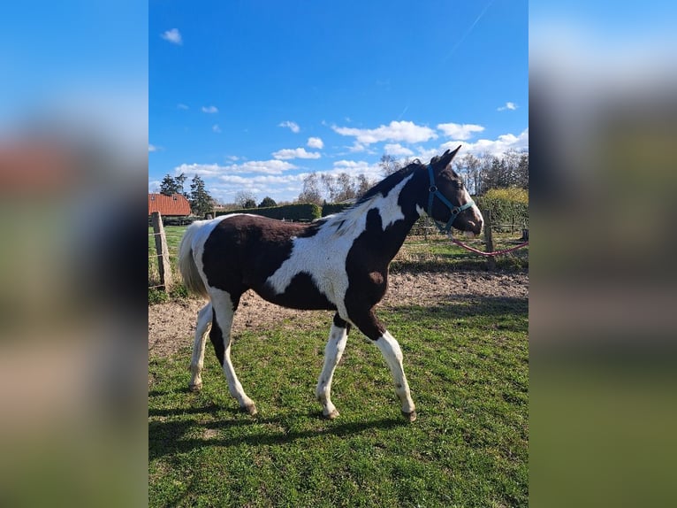 Pintos Mix Hengst 1 Jaar 170 cm Gevlekt-paard in Jürgenshagen