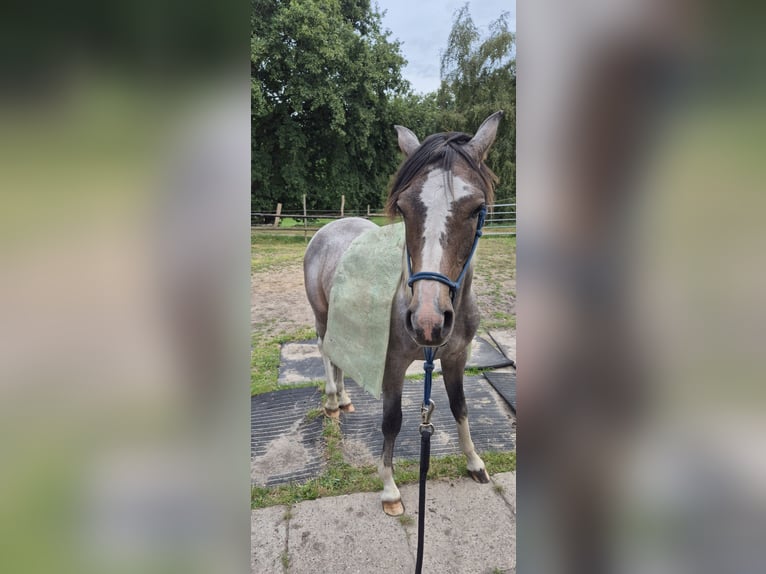 Pintos Mix Hengst 1 Jahr 135 cm Kann Schimmel werden in Gnarrenburg