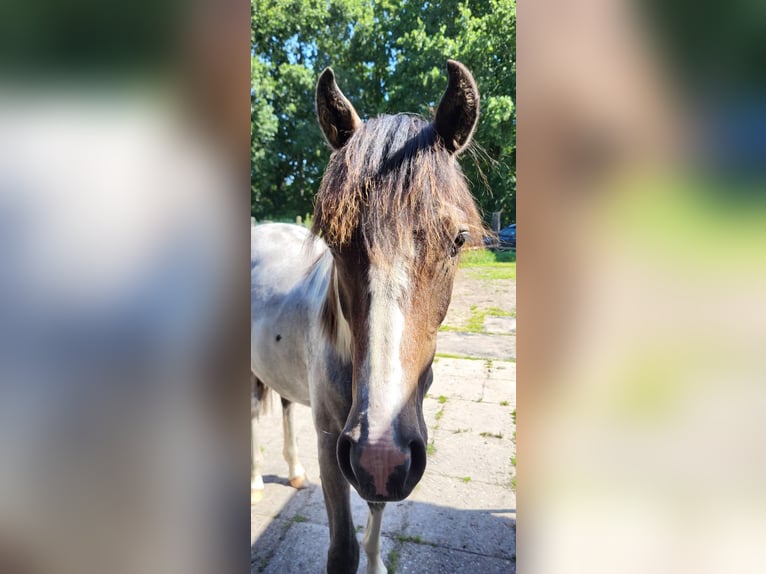 Pintos Mix Hengst 1 Jahr 135 cm Kann Schimmel werden in Gnarrenburg