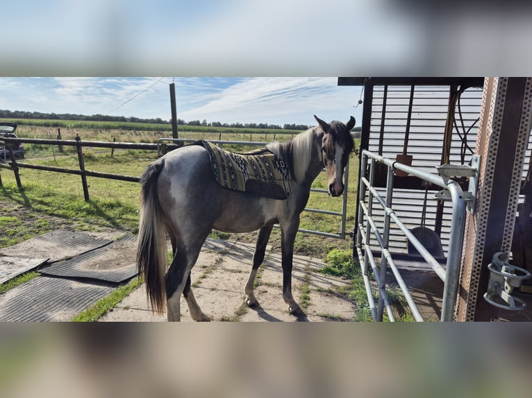 Pintos Mix Hengst 1 Jahr 135 cm Kann Schimmel werden in Gnarrenburg