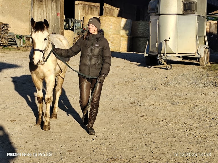 Pintos Mix Hengst 1 Jahr 152 cm Tobiano-alle-Farben in Buchen (Odenwald)